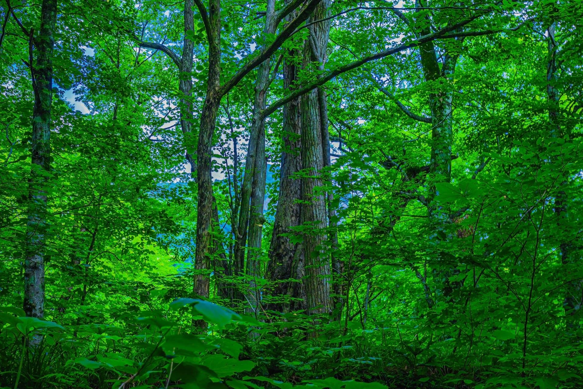 GeoWana « フォレストシー